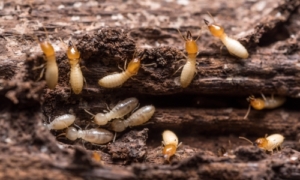 Termite Inspections